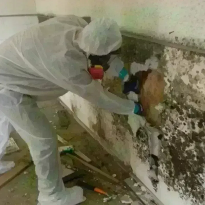 Best Mold Remediation and Removal Service in McMechen, WV